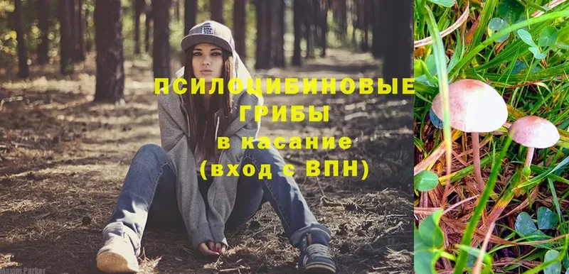 Галлюциногенные грибы Psilocybine cubensis  Копейск 